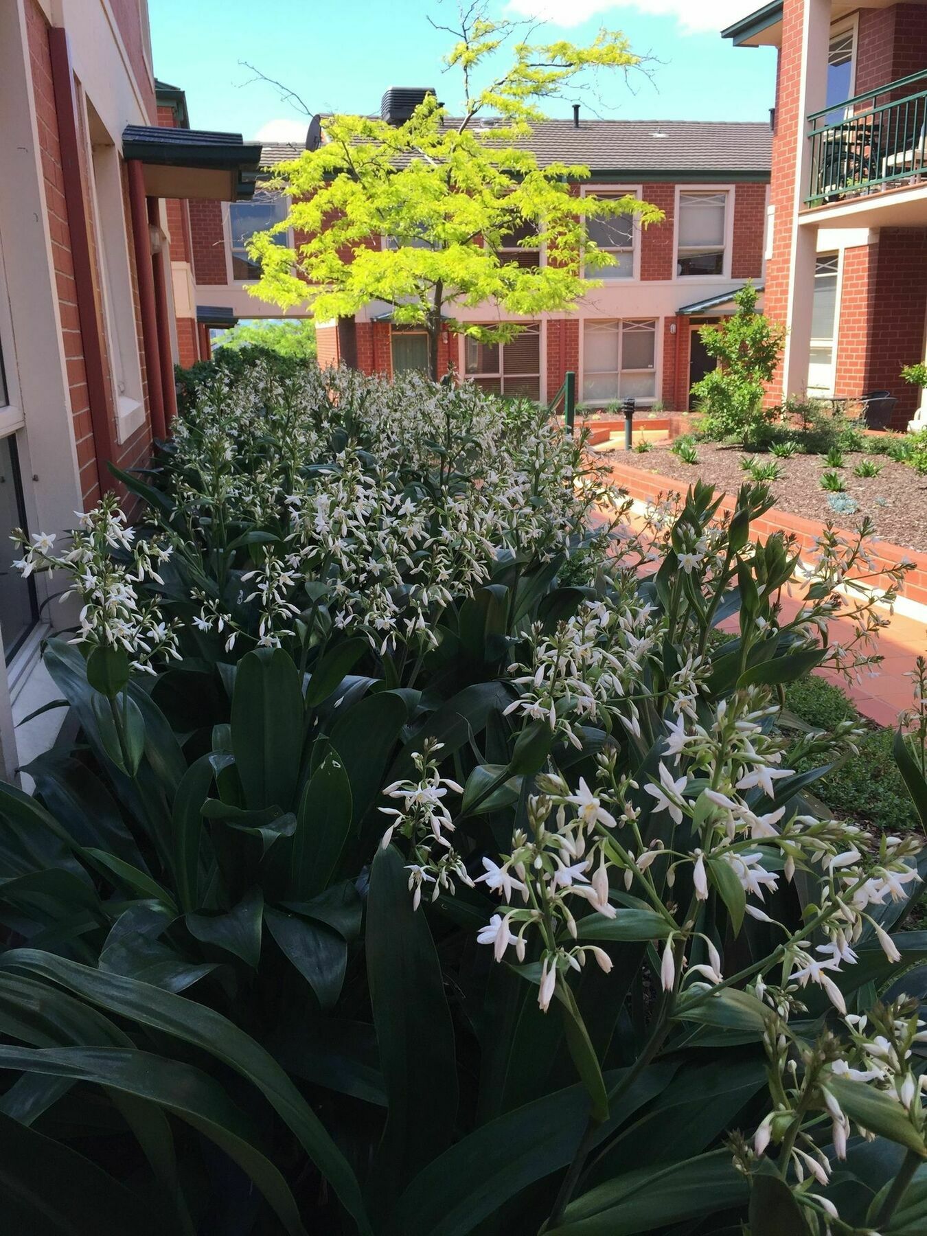 Box Hill Studio Apartment 2 Exterior foto